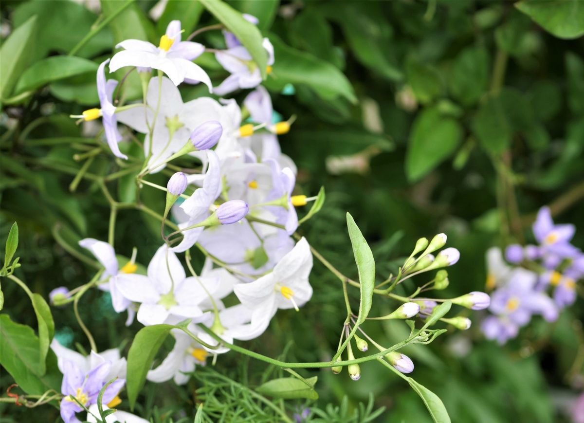 はじめましてのお花＆再びの花～♪