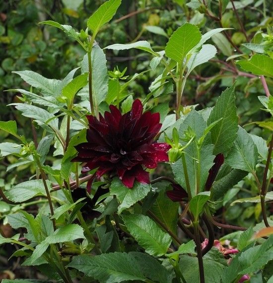 ダリアの花が小さいです。