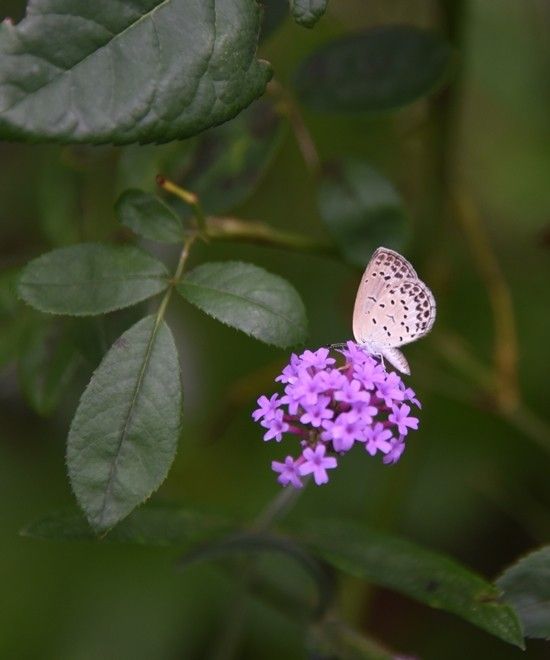 ダリアの花が小さいです。