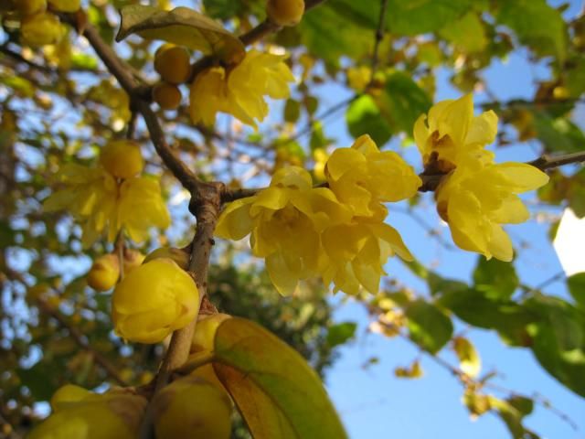 金のなる木　お花も期待できそう