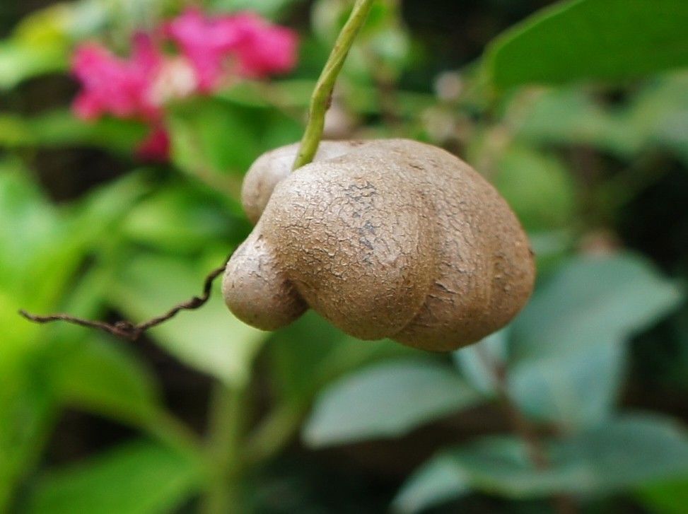 ライオン殺し ムカゴ　虫こぶ