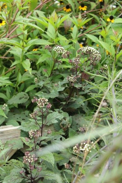 ９月の荒れ地ガーデン