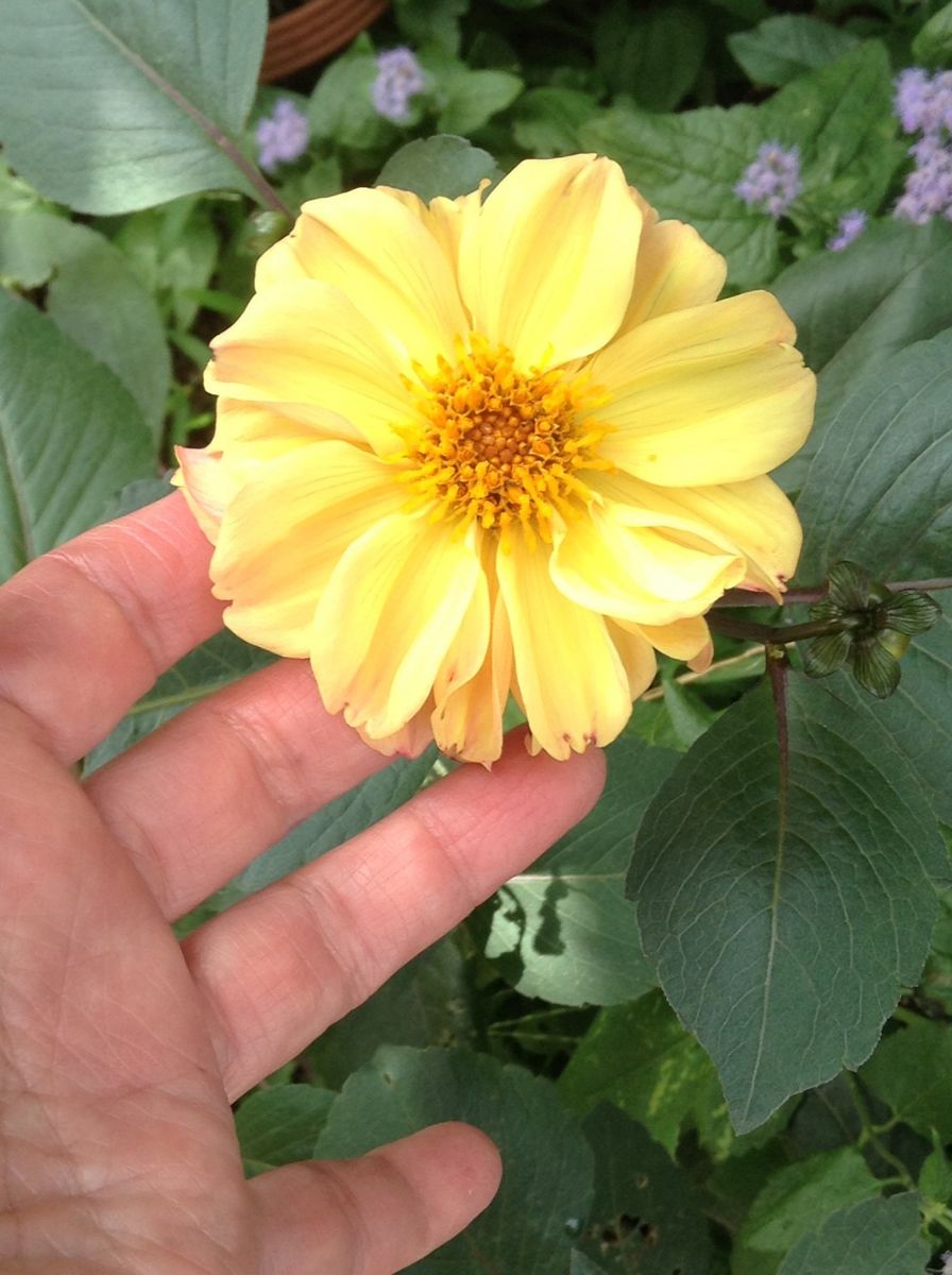 本日のお花！種蒔きダリア。