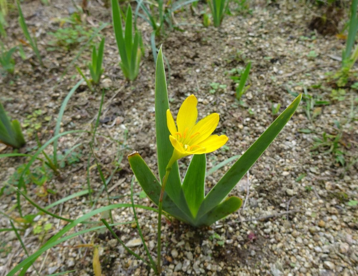 つぶれたトマト？　後編