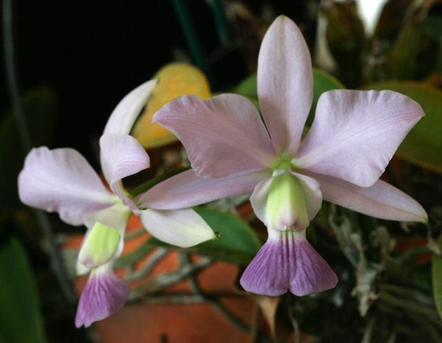 C. walkeriana f. coerulea &#039;Iwashita...