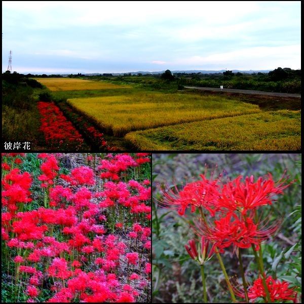 花鳥風月。ウォーキングMS⑤230日目(1690日)