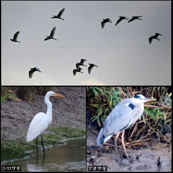 花鳥風月。ウォーキングMS⑤230日目(1690日)