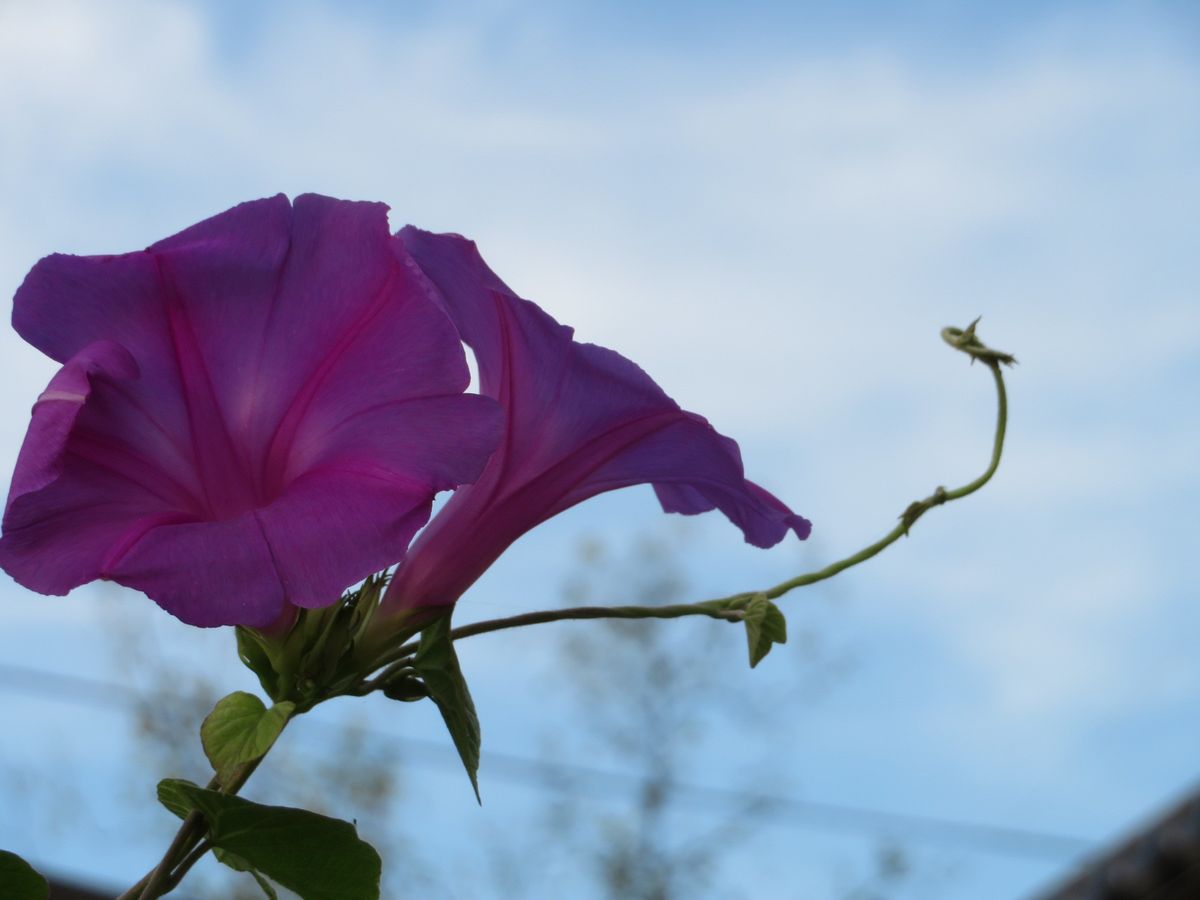 キンモクセイ咲いたのに〔虫の写真有り）