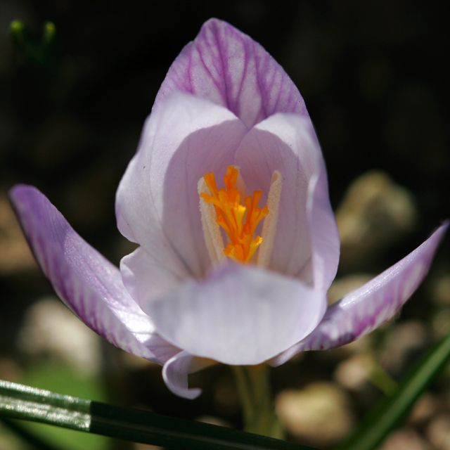 Crocus laevigatus &#039;Fontenayi&#039;