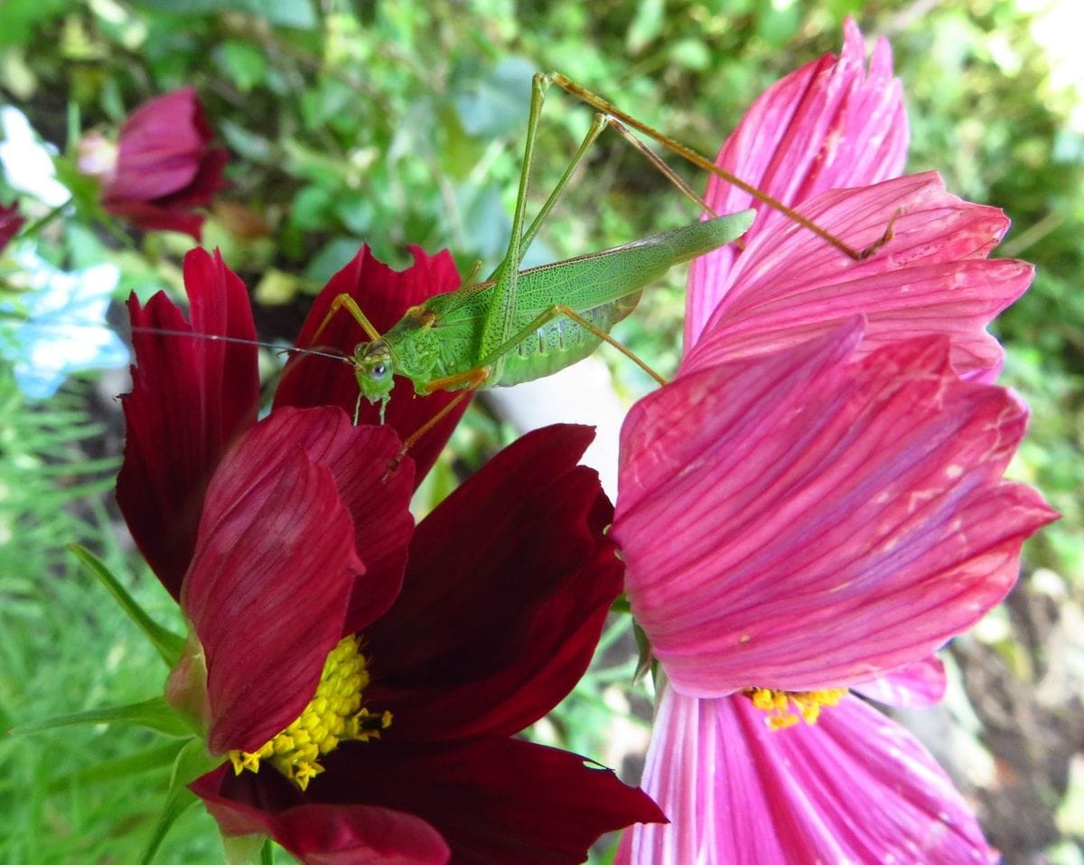 花と害虫