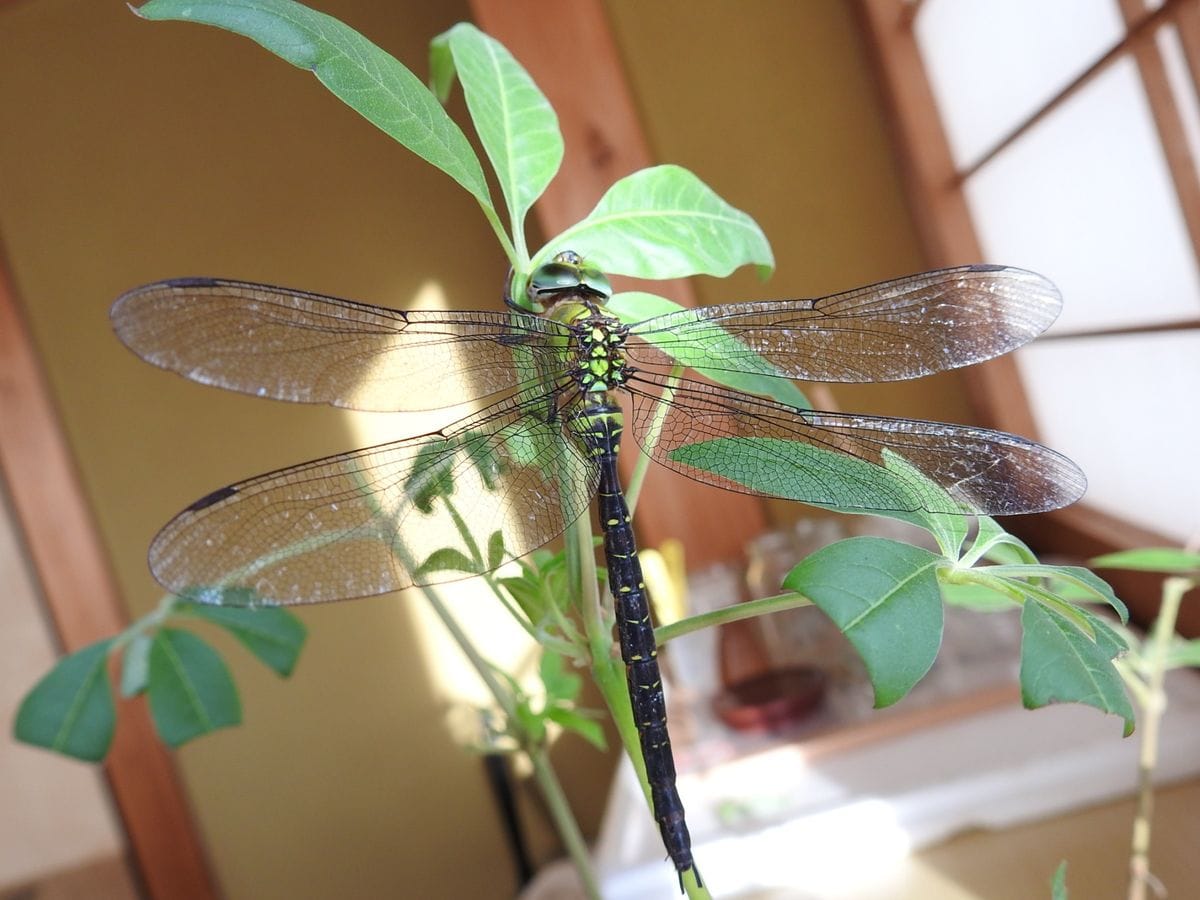 訪問者は蚊捕蜻蜒でした。