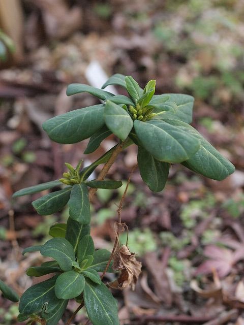 初めての苔玉?