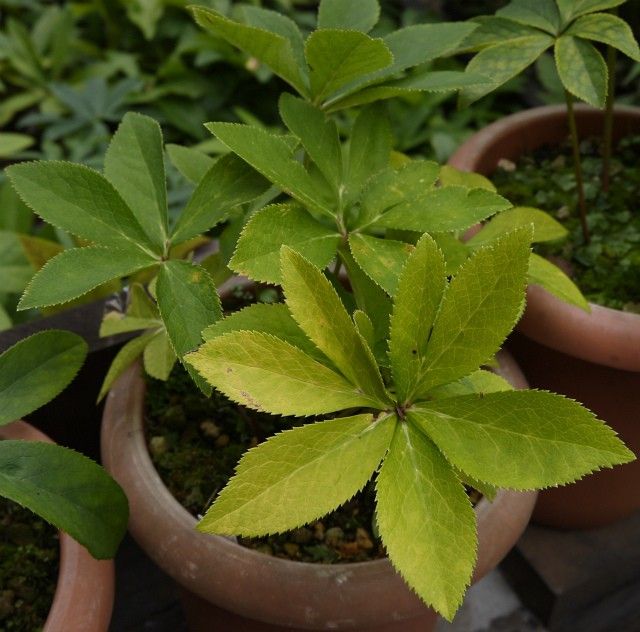 地植えコーナー２マス目始動？