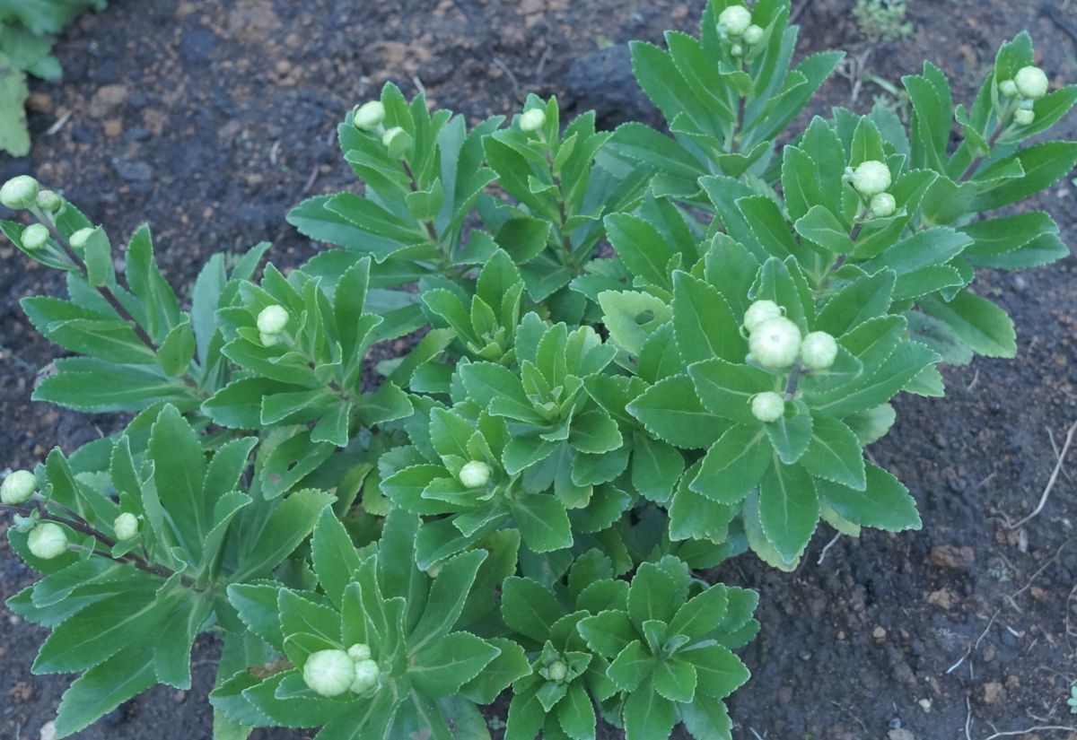 春になったら咲くからね、とこぼれ種から大きくなった植物たちが