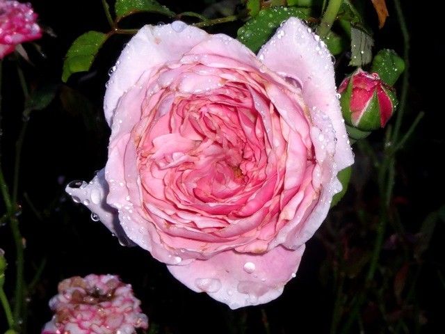 雨に濡れたバラ③