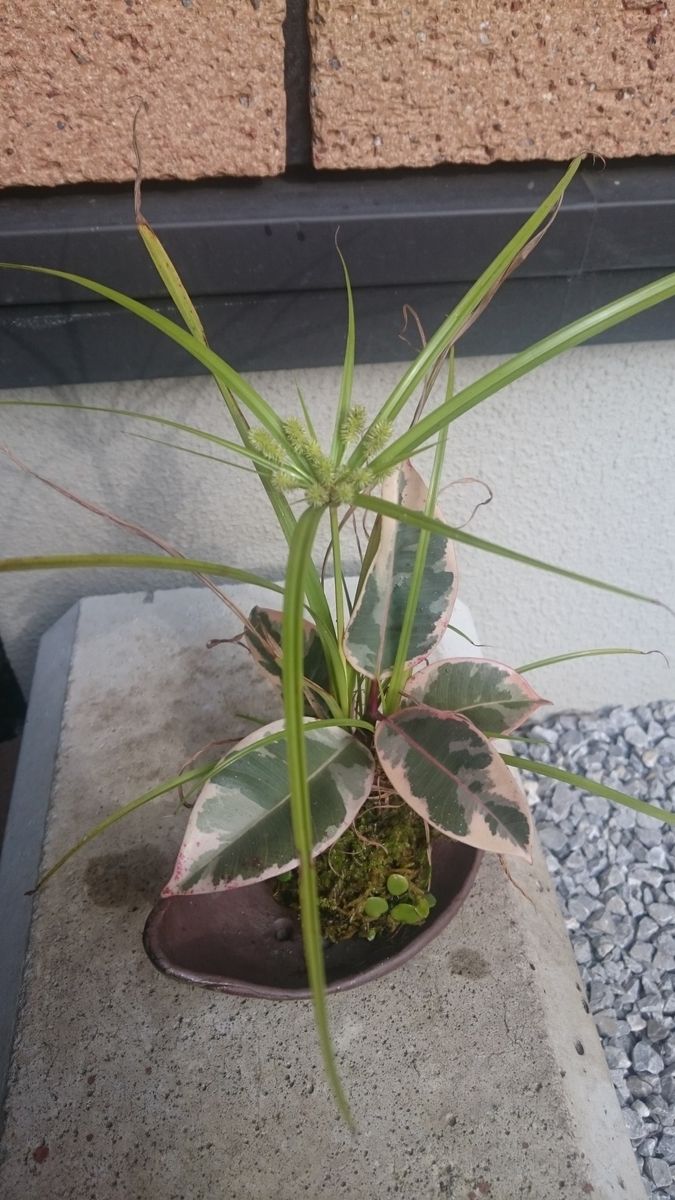 水苔玉の植物に花が咲きました