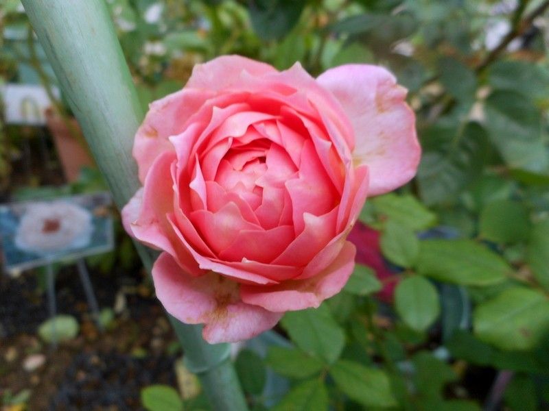 八重咲タマノカンザシ、最後の花♡