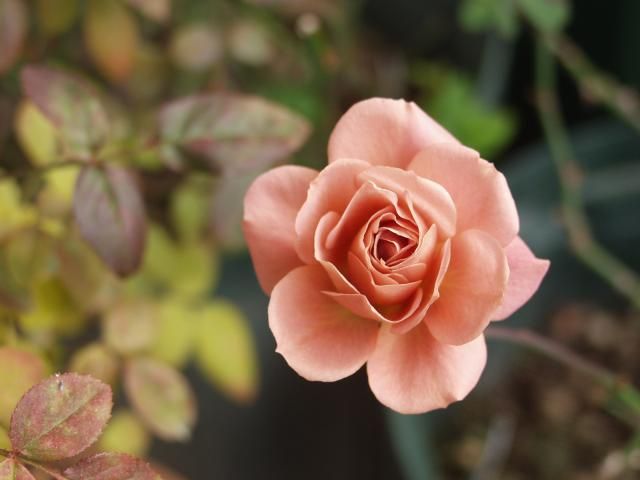 テディー・ベアが、今年最後の薔薇の花