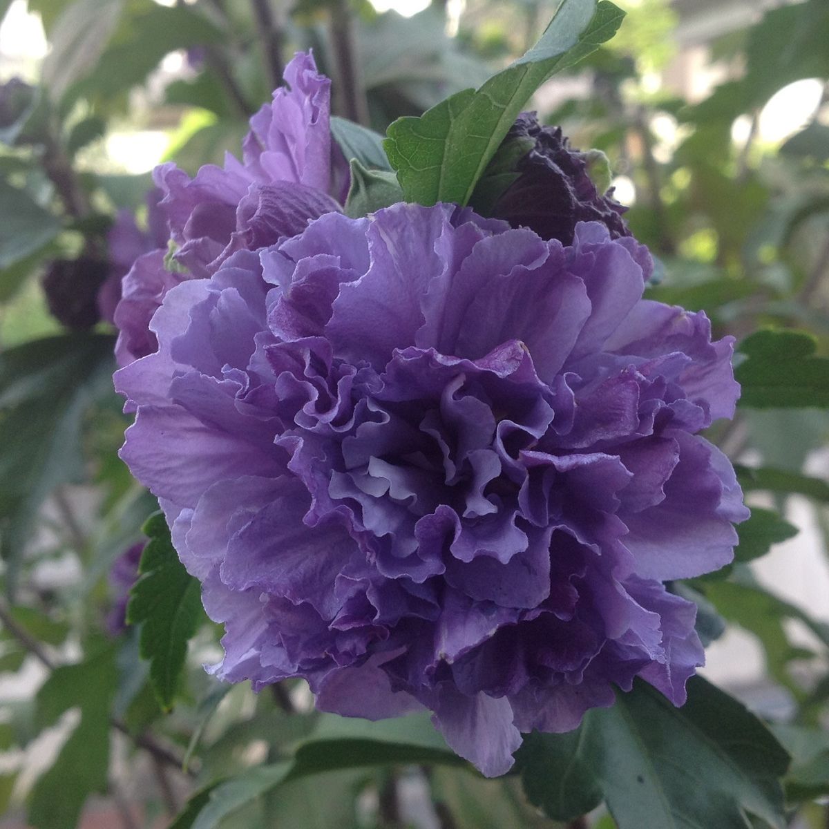 今朝の花木…ムクゲ「紫玉」❣️