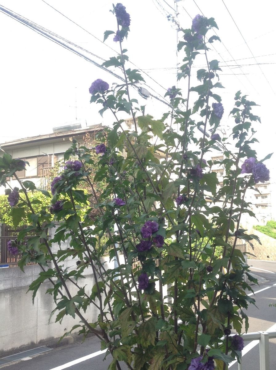 今朝の花木…ムクゲ「紫玉」❣️