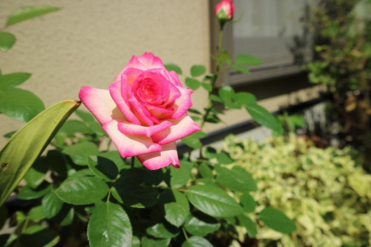 秋の花を活けました。🌾🌾🌾