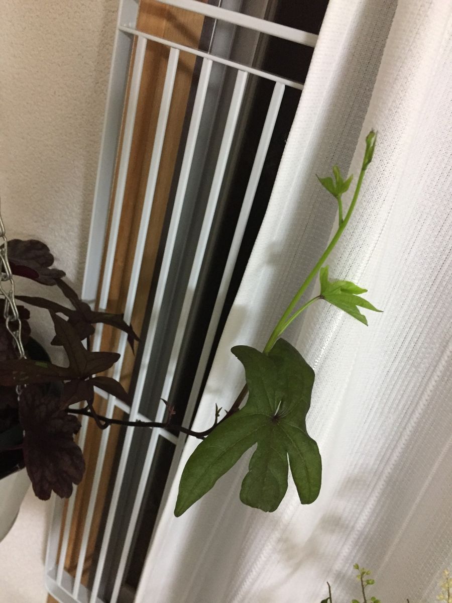 部屋に花が欲しいと思いつつ雨で出不精_(:3 」∠)_