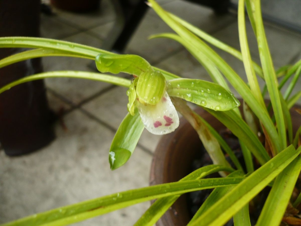 我が家の山野草