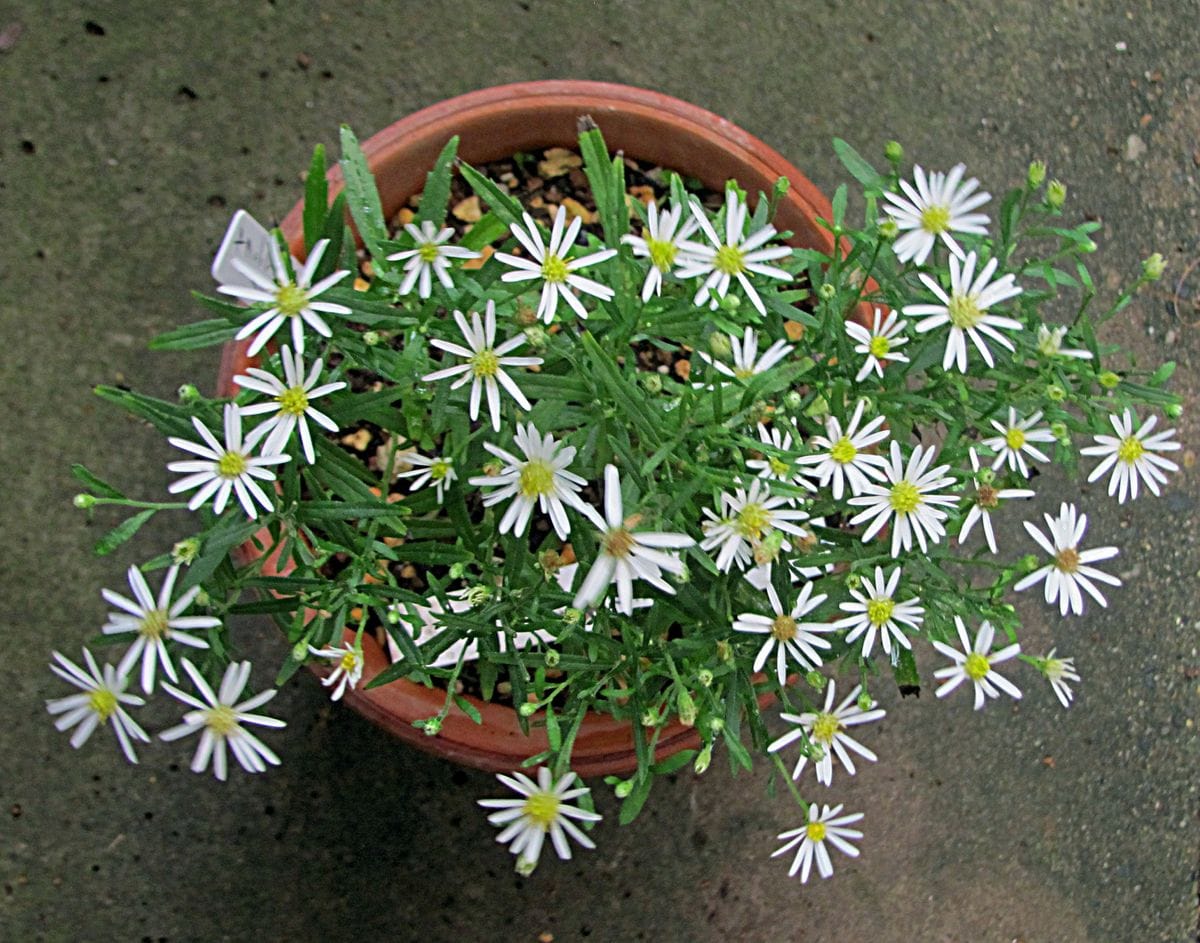 屋久島野紺菊