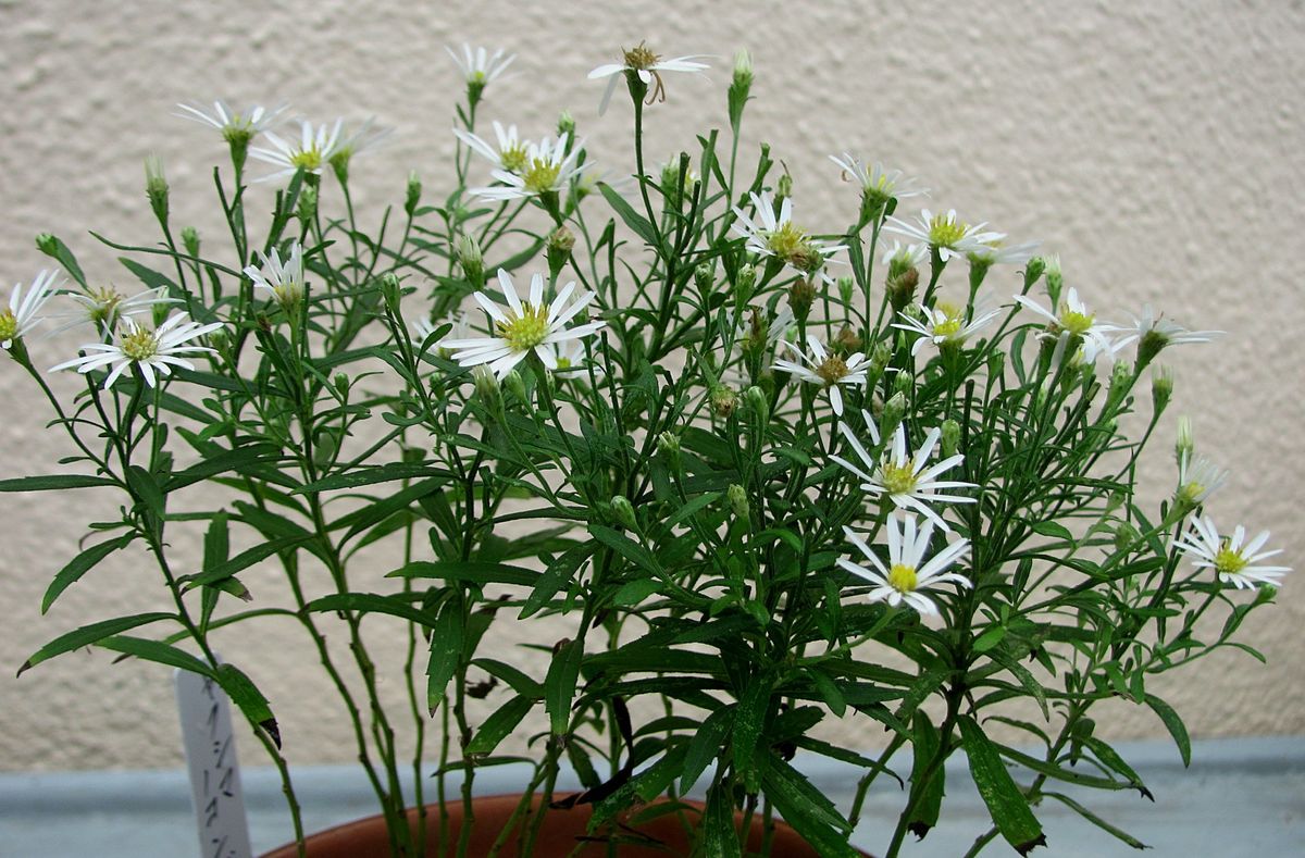 屋久島野紺菊