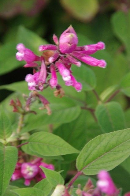 ピンク色の花たち