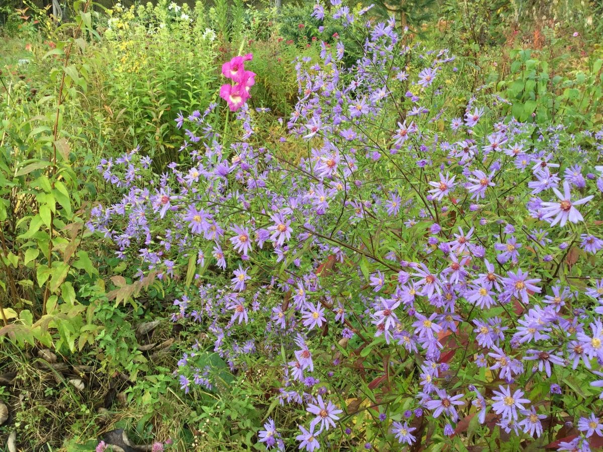 晩秋の花