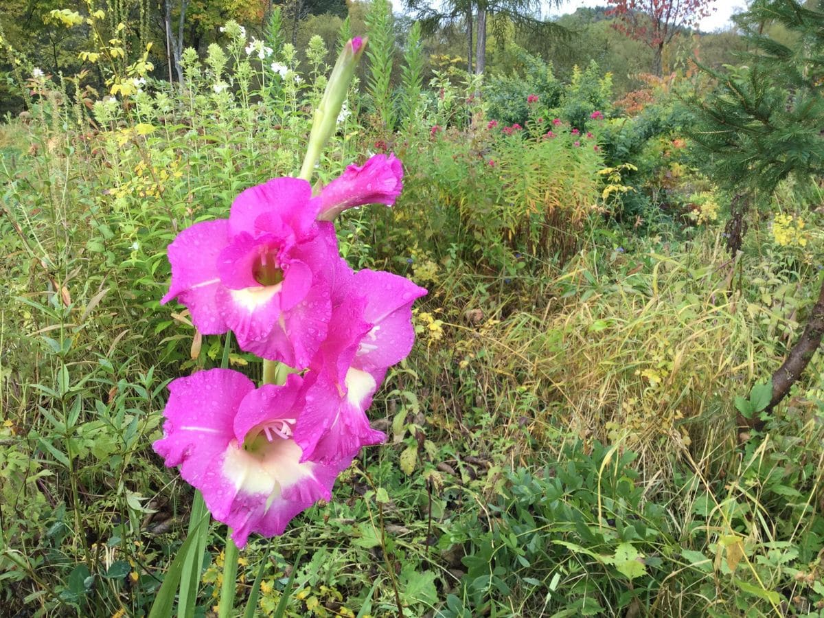 晩秋の花