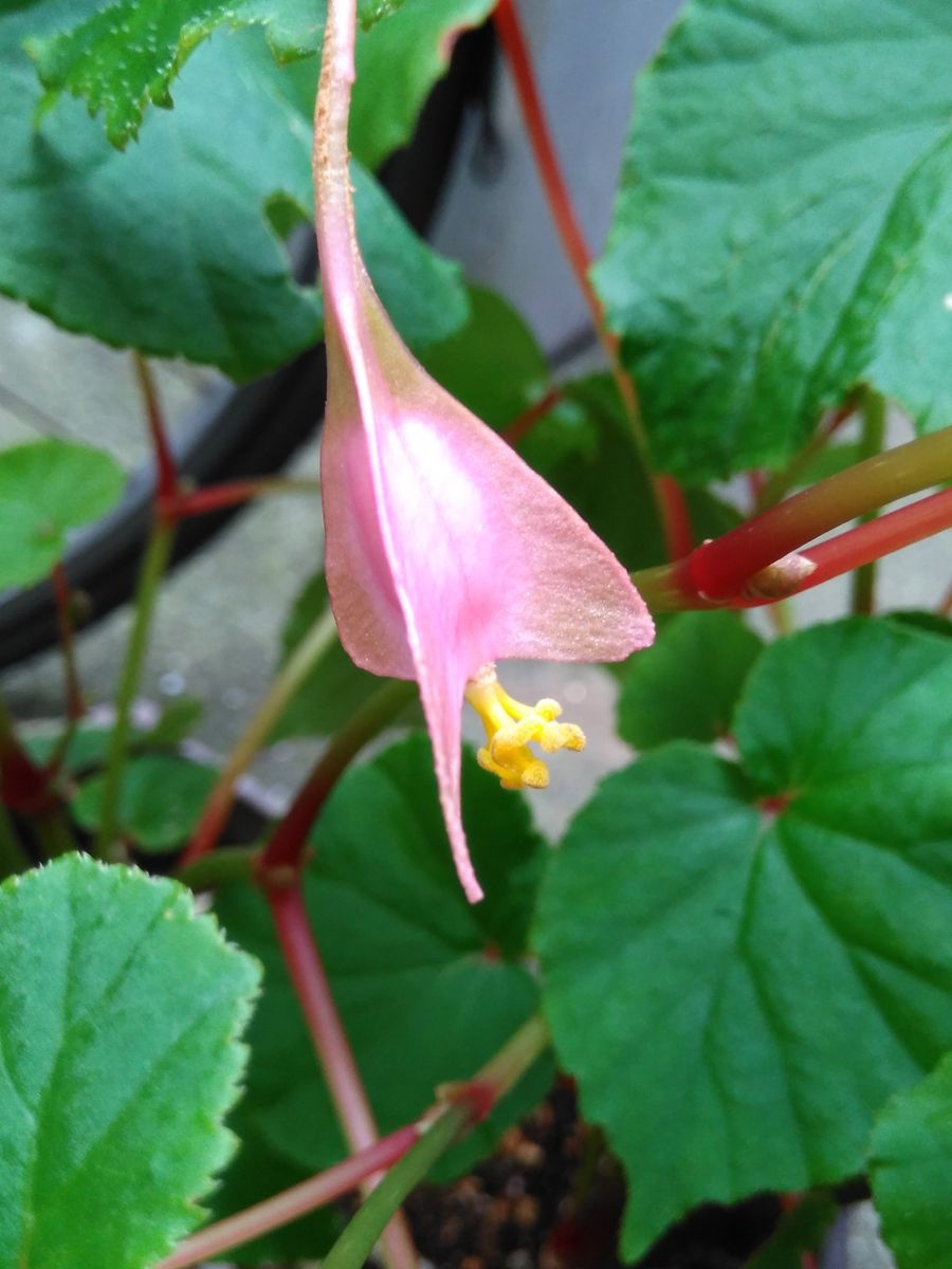 シュウカイドウの雌花咲いてた！