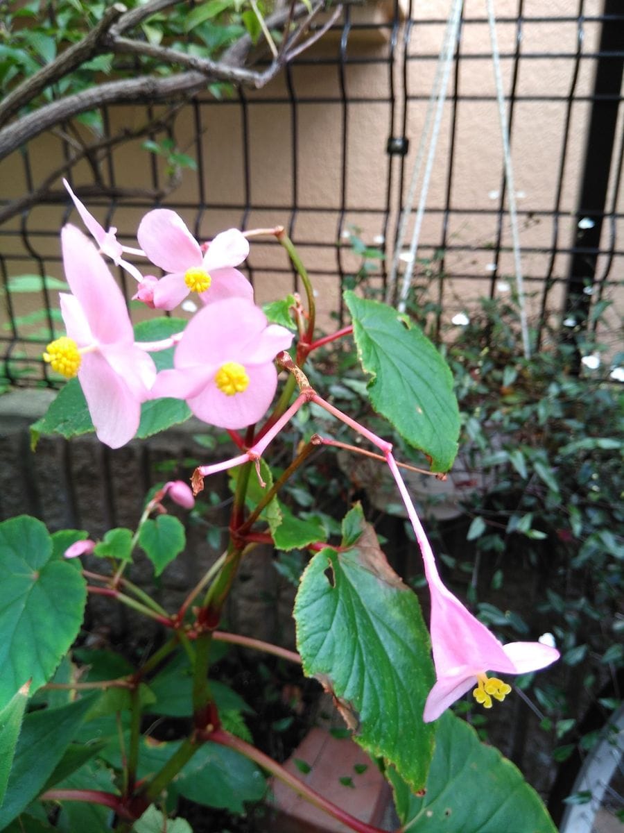 シュウカイドウの雌花咲いてた！