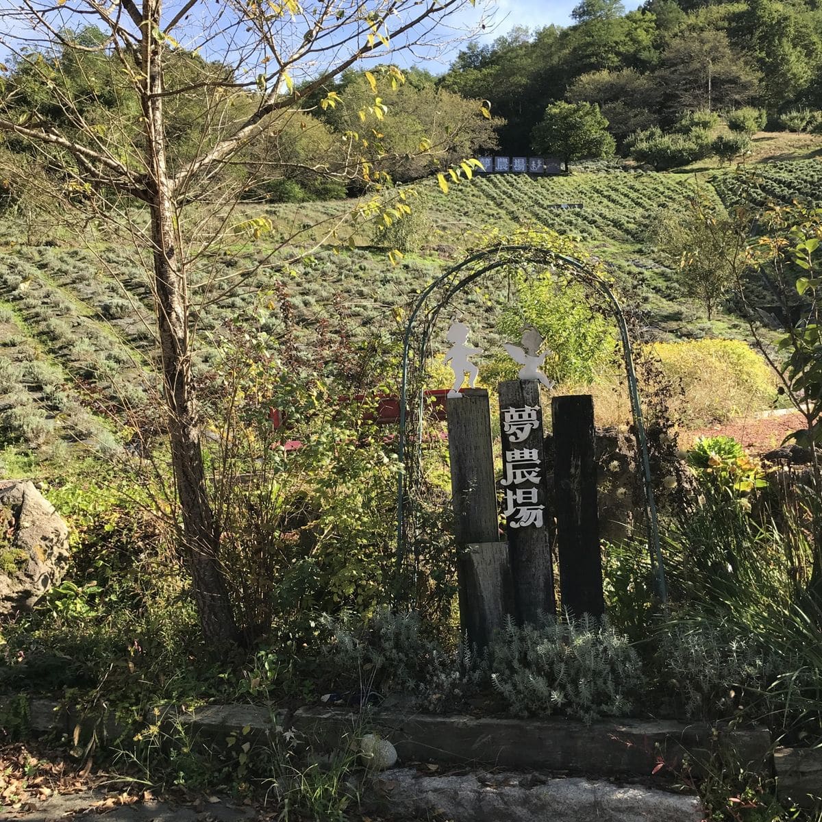 10月上旬 長野県北安曇郡ラベンダーガーデン夢農場