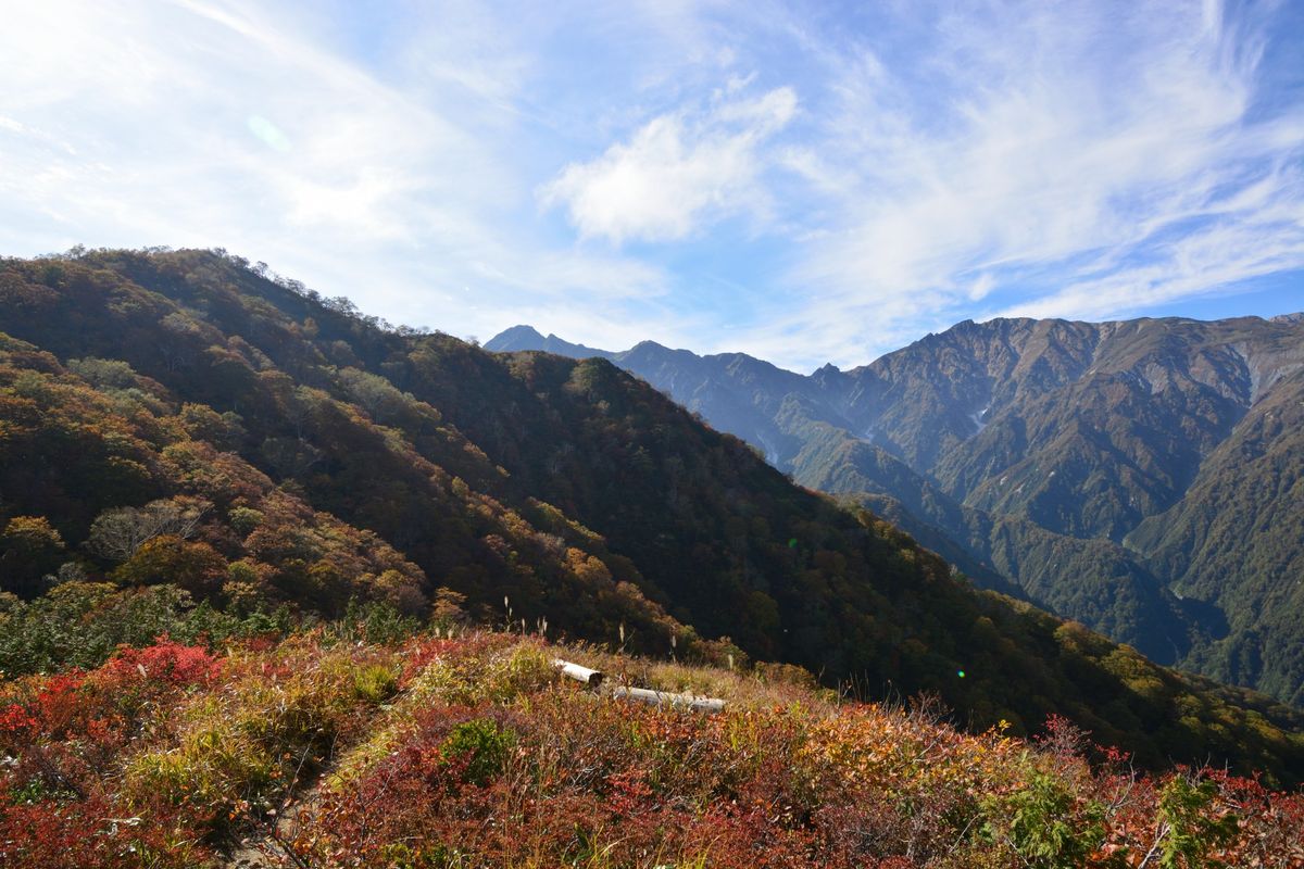 今年最後の青いケシと見ごろになってきた紅葉