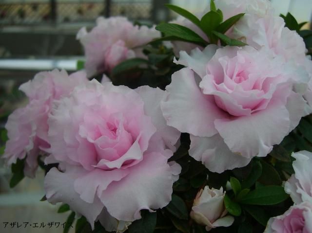 「日本一のアザレア展」…新潟県立植物園