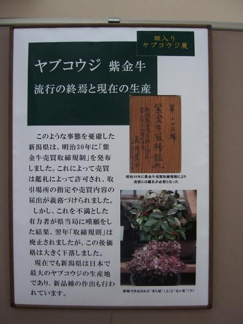 「斑入りヤブコウジ」展…新潟県立植物園