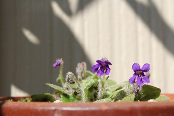 紫色の花