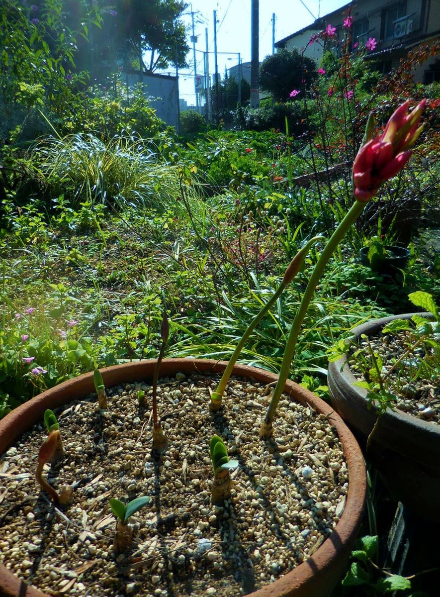 昼間は夏です・・・