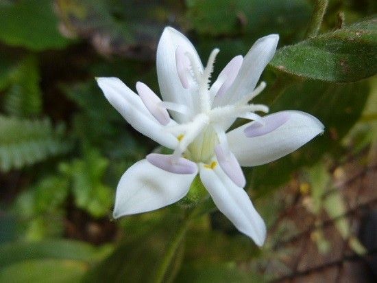 同じ白花でも