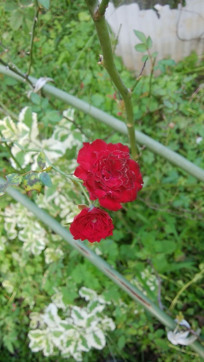 メイン・バラ園の草取り