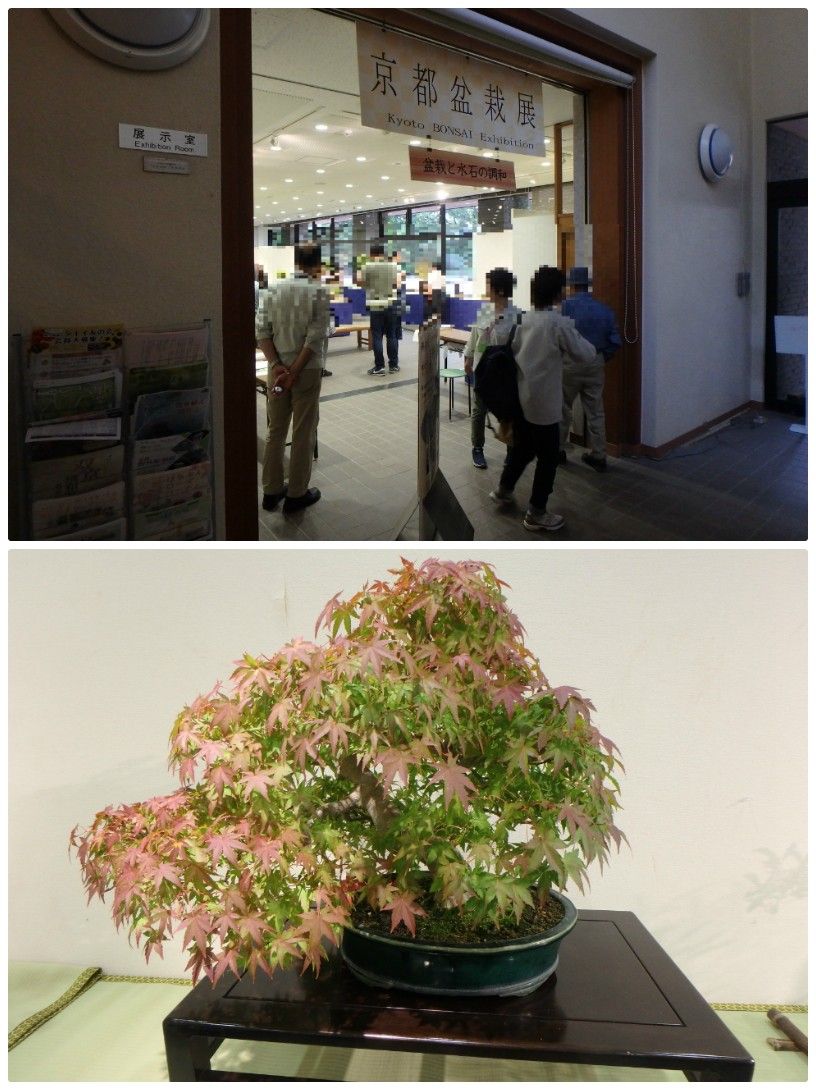 植物園に行って来ました５５（秋の盆栽展）