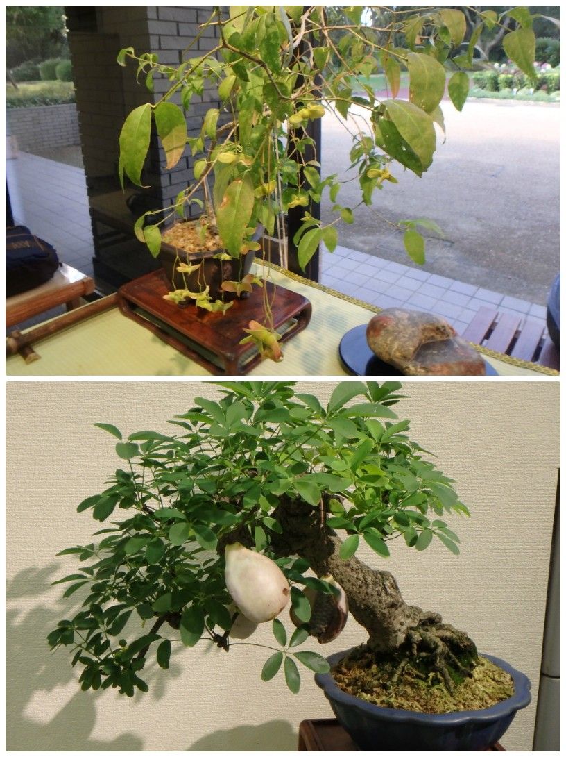 植物園に行って来ました５５（秋の盆栽展）