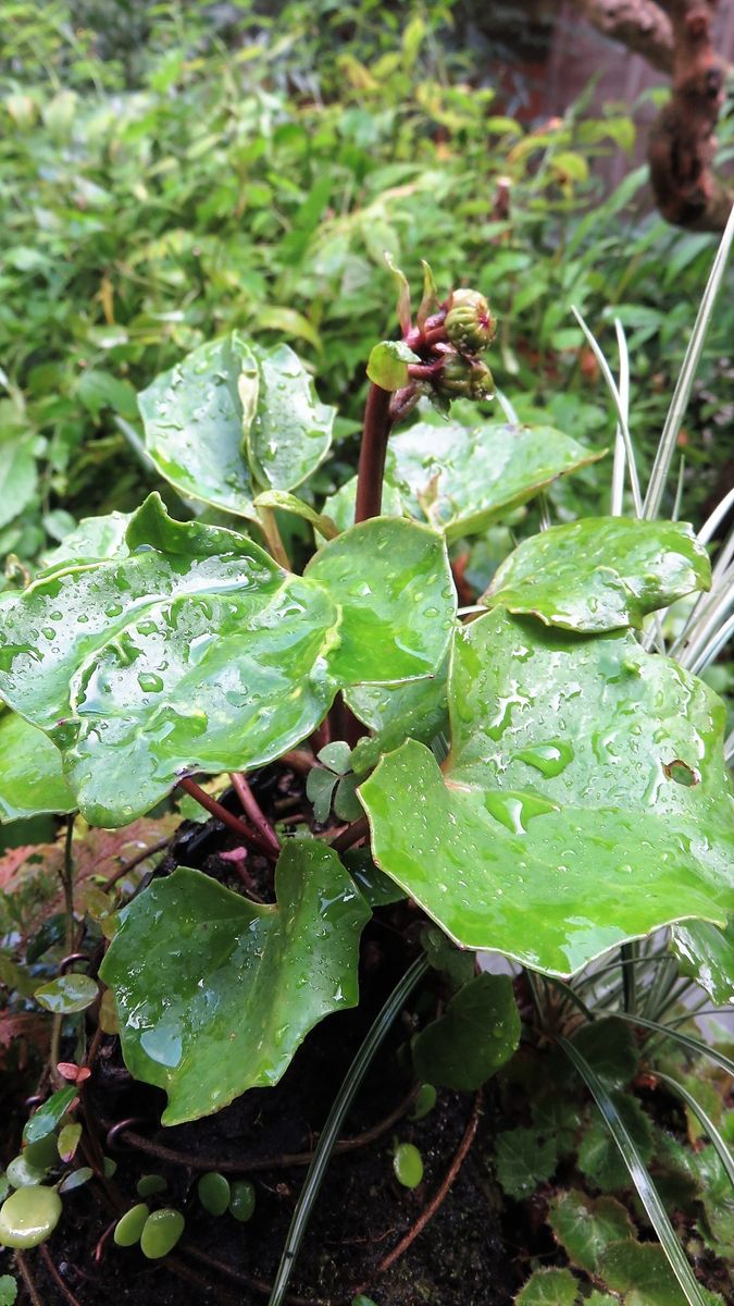 寄せ植えのツワブキに蕾がつきました(^_-)-☆