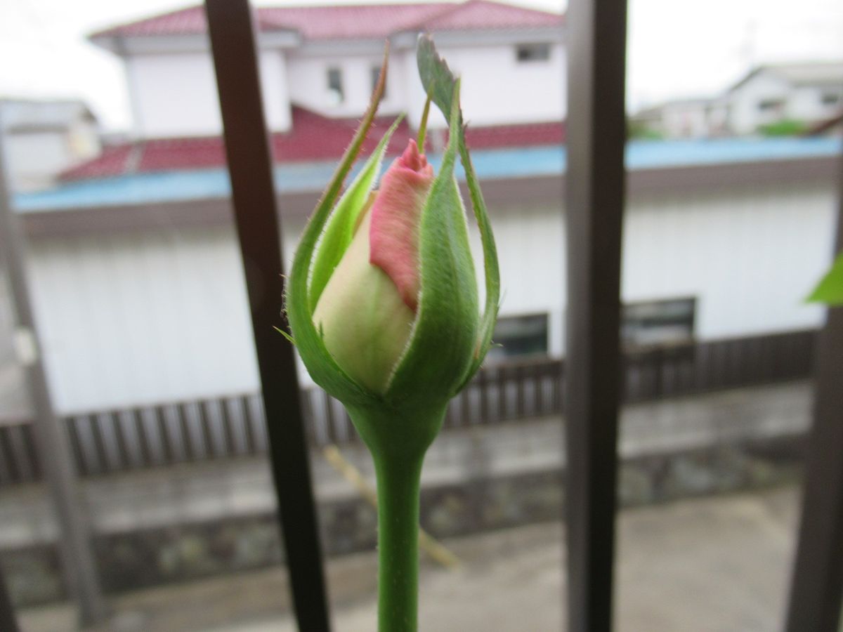 今日のバラさん