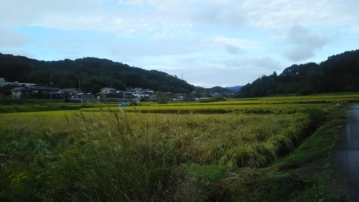 首を垂れる稲穂と白鳥