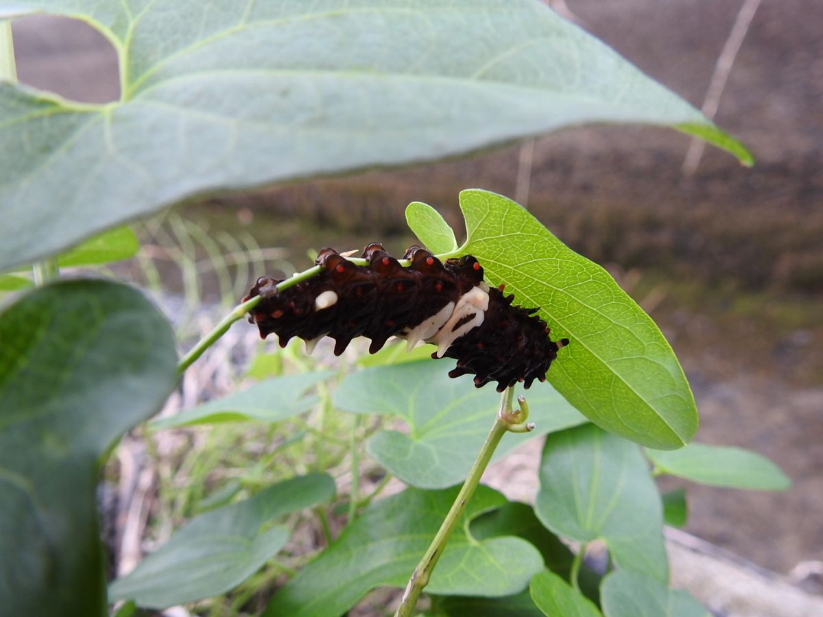 蝶が取り持つ縁