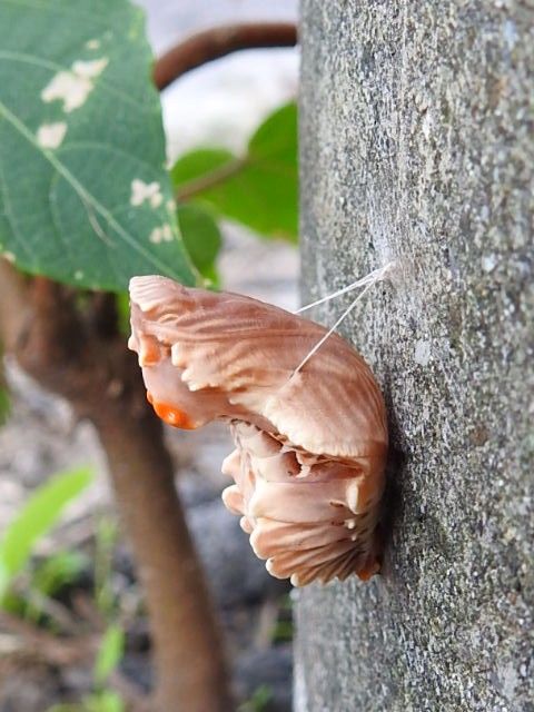 蝶が取り持つ縁