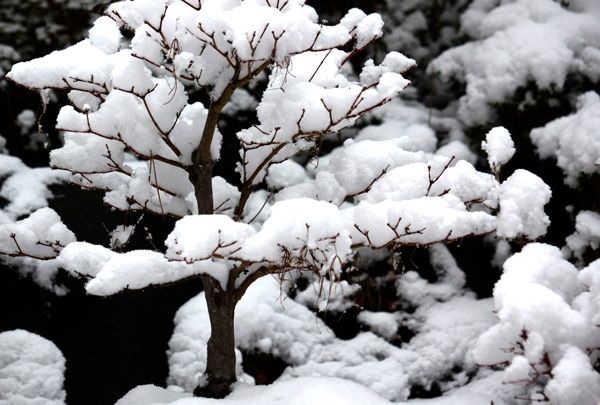 雪の盆栽